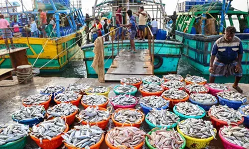 Strengthening fisheries, animal husbandry take centre stage in farm sector growth