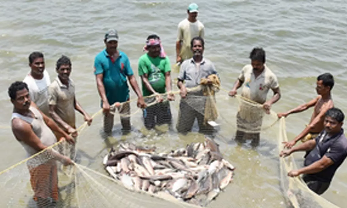 US tariff cut to provide relief to aquaculture sector, says Andhra minister US tariff cut to provide relief to aquaculture sector, says Andhra minister