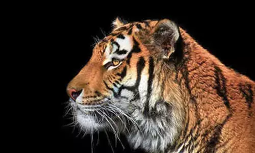 State to host international Big Cat Summit at Bandipur and Nagarhole