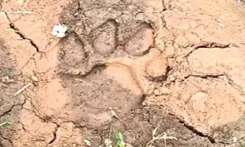 Tiger takes shelter in banana plantation