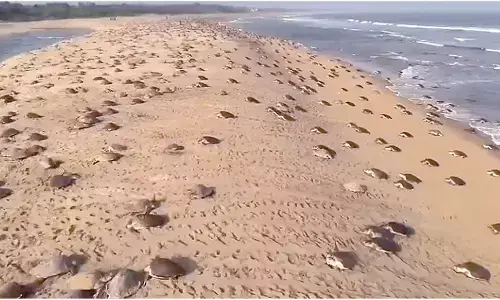 Wildlife activists welcome Budget’s ‘turtle trail’ initiative