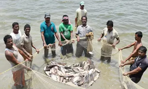 US tariff cut to provide relief to aquaculture sector, says Andhra minister