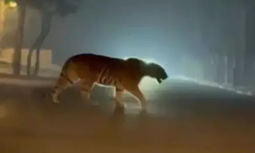 Tiger sightings keep city residents on edge