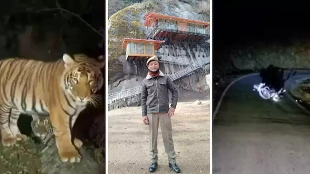 Arunachal Head Constable Killed After Being Dragged Off Road In Suspected Tiger Attack Arunachal Head Constable Killed After Being Dragged Off Road In Suspected Tiger Attack