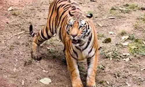 Andhra Pradesh: Forest dept continues rescue operation for tiger in Rajahmundry