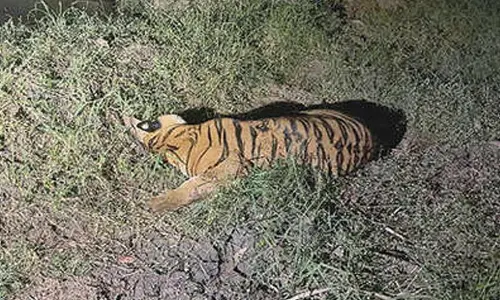 Tense op ends after tiger’s capture in Kurmapuram