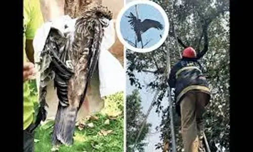 Constable saves eagle trapped in manja