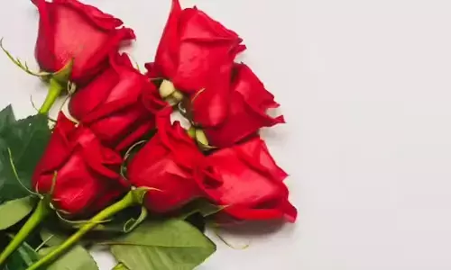 Rose Day 2026: Celebrating Love, Colours and Sweet Gestures That Begin Valentine’s Week