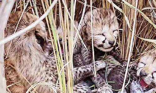 Aasha gives birth to five cubs at Kuno; India’s cheetah count rises to 35