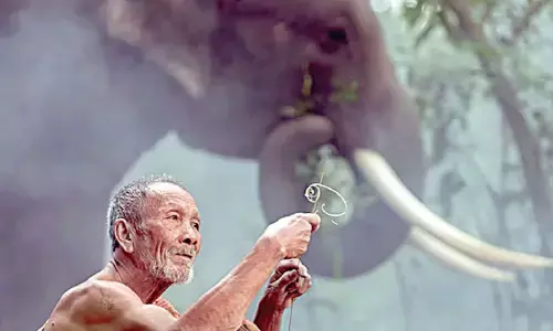 From elephants to elderly