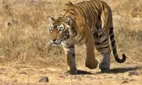 Elusive tiger continues killing cattle in Telanganas Siddipet district
