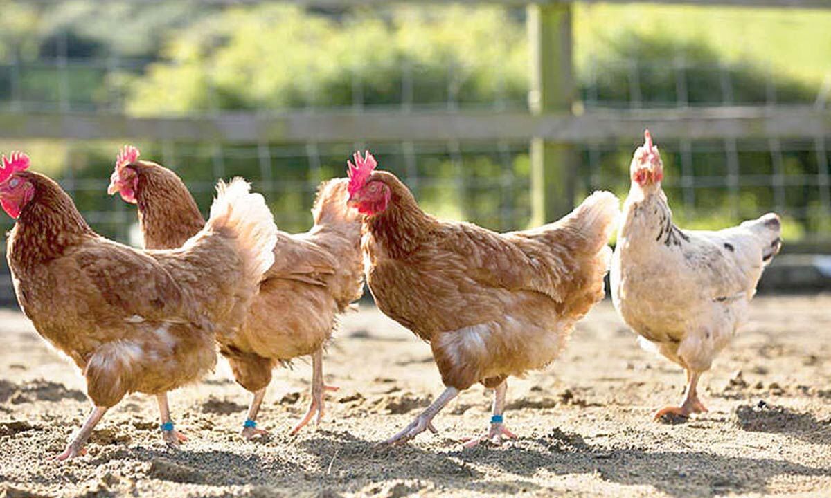 Avian Influenza confirmed in Sodam, authorities call for calm