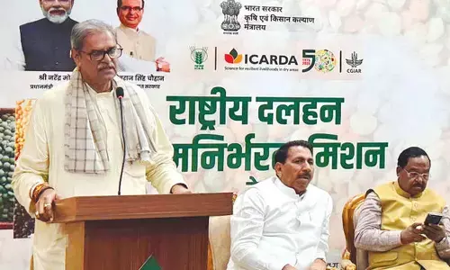 Pulses to be cultivated on rice-fallow land