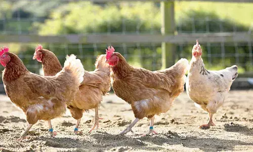 Avian Influenza confirmed in Sodam, authorities call for calm