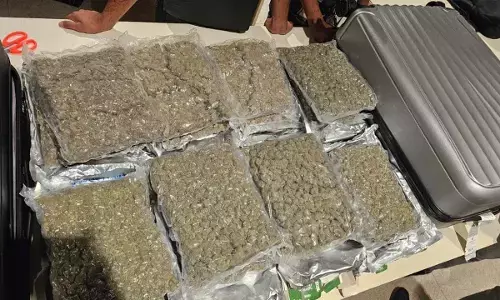 Customs seize hydroponic ganja worth ₹8 crore at Bengaluru airport; two arrested