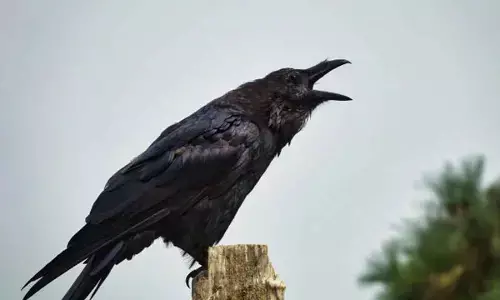 Death of crows sparks concern in TN town