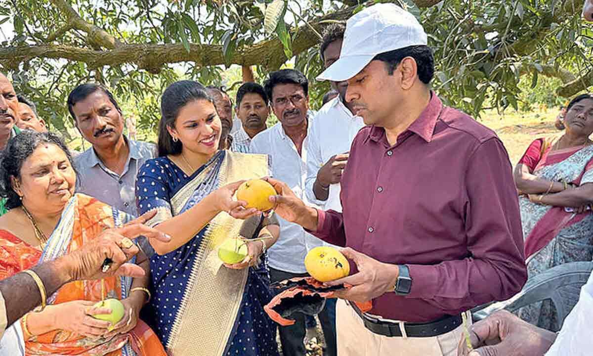 Fruit covers for mangos suggested