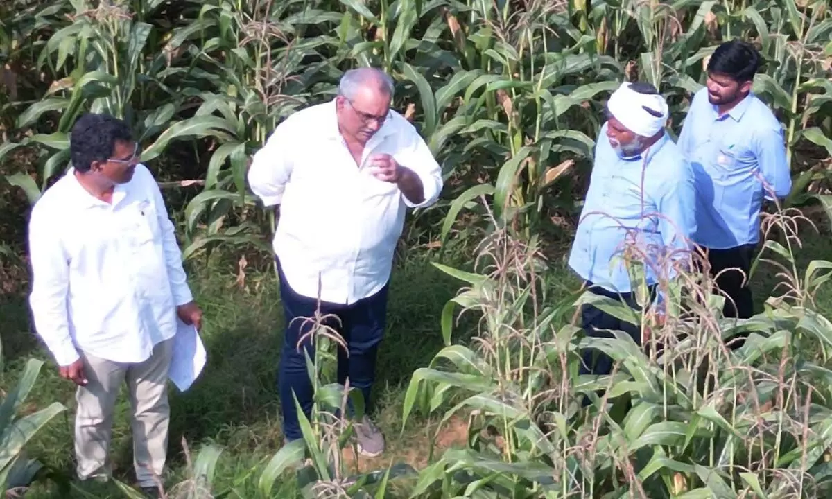 ICAR–IIMR and Gourmet Popcornica Collaboration Paves the Way for an Aatmanirbhar Popcorn Maize Ecosystem ICAR–IIMR and Gourmet Popcornica Collaboration Paves the Way for an Aatmanirbhar Popcorn Maize Ecosystem