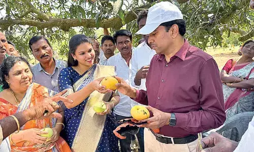 Fruit covers for mangos suggested