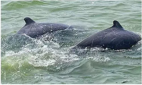Dolphin count surges to 765 in Odisha