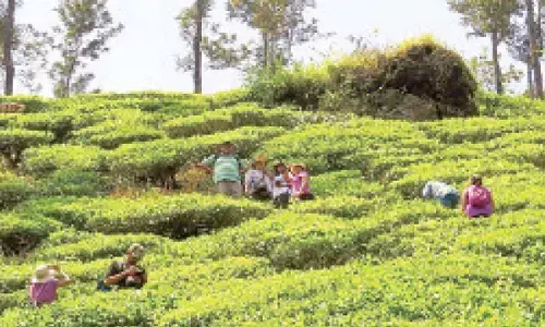 Centre to examine halt on online auction of coffee estates