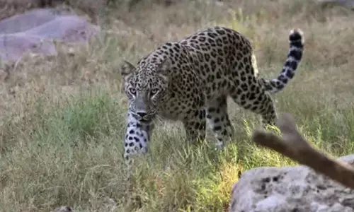 Leopard attacks caretaker at Bannerghatta Biological Park; staffer seriously injured Leopard attacks caretaker at Bannerghatta Biological Park; staffer seriously injured