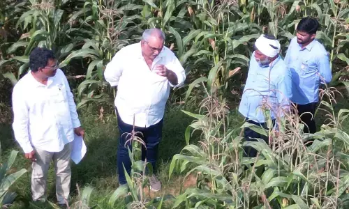 ICAR–IIMR and Gourmet Popcornica Collaboration Paves the Way for an Aatmanirbhar Popcorn Maize Ecosystem