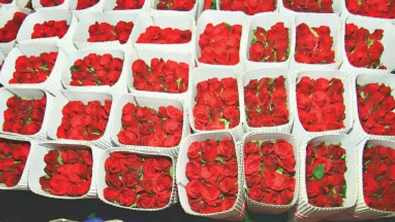 Red rose demand surges ahead of Valentine’s Day Red rose demand surges ahead of Valentine’s Day