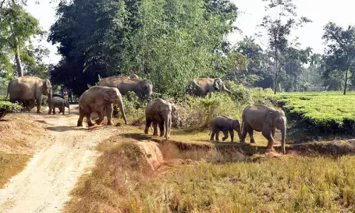 4 of family among 6 trampled to death by wild elephants