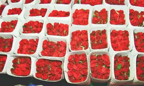 Red rose demand surges ahead of Valentine’s Day