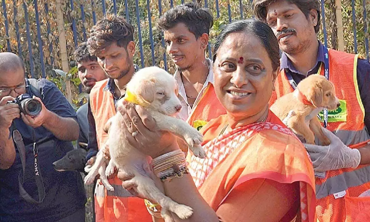 30 stray puppies find homes at adoption drive 30 stray puppies find homes at adoption drive