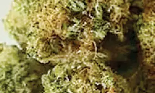 Passenger held at Bengaluru airport with hydroponic ganja