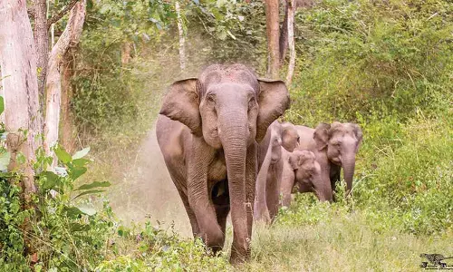 Elephant stomps to death 100-yr-old priest