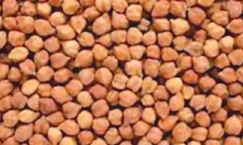 Statewide Bengal gram procurement begins today