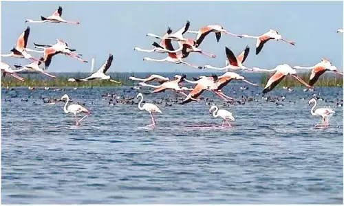 Winter birds begin return journey