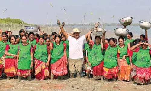 Green tribute to KCR: Mega plantation drive in Sundarbans