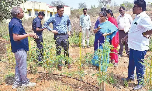 Collector visits Penukonda sheep farm