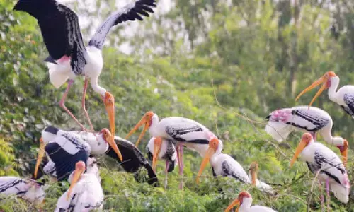 Birds, reptiles dominate adoptions at Delhi Zoo Birds, reptiles dominate adoptions at Delhi Zoo