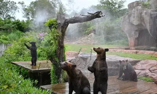 Extreme heat pushing Australias farms, wildlife to limits, study warns