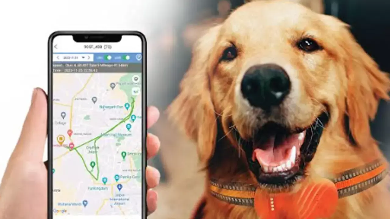 Love Your Pet Day: Must-Have Products Every Pet Parent Should Own