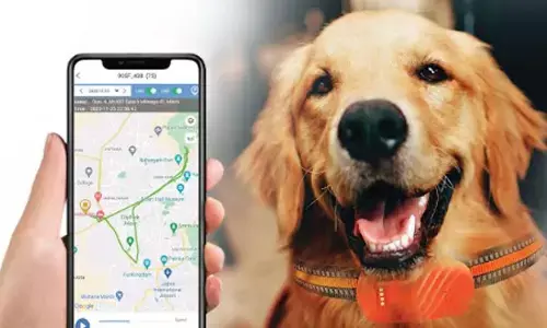 Love Your Pet Day: Must-Have Products Every Pet Parent Should Own Love Your Pet Day: Must-Have Products Every Pet Parent Should Own