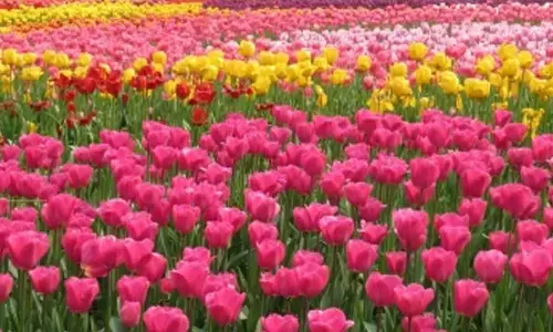 NDMC to inaugurate annual Tulip Festival 2026 tomorrow