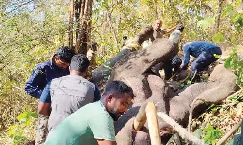 Woman labourer dies in wild elephant attack Woman labourer dies in wild elephant attack