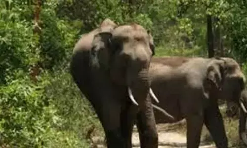 Woman’s death in elephant attack sparks bandh, clashes in Ktaka’s Chikkamagaluru; ten cops hurt