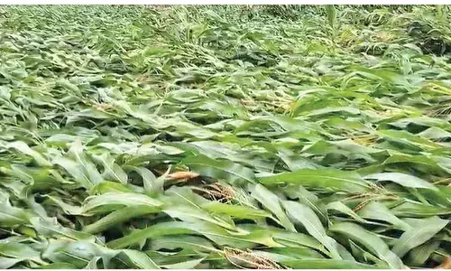 Heavy rains, gales flatten maize crop
