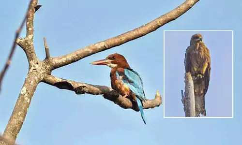 Great backyard bird count: St Aloysius’ Mangaluru campus tallies 32 bird species