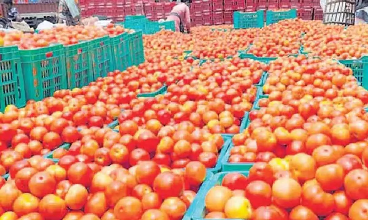 Tomato price crash leaves farmers in distress Tomato price crash leaves farmers in distress