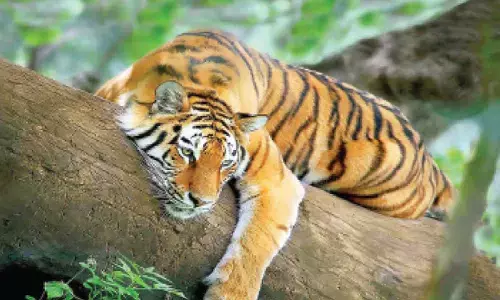 Bandhavgarh reserve lost 8 tigers in 2.5 months: Report