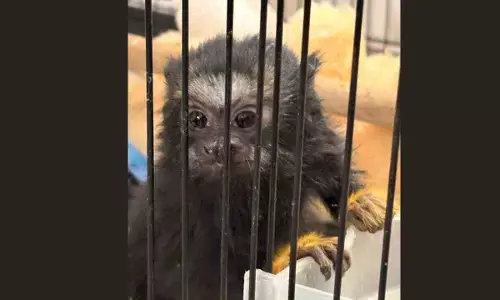 Illegal exotic animal, bird breeding and sale racket busted in Gujarat Illegal exotic animal, bird breeding and sale racket busted in Gujarat