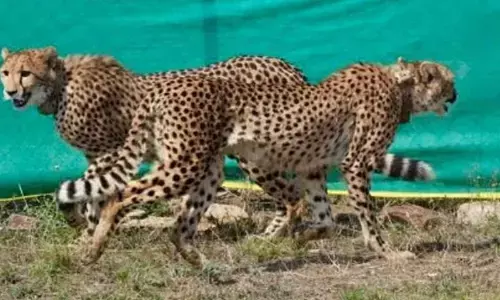 Cheetahs from Botswana released at Kuno National Park